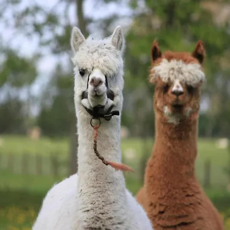 Elegant Wieringer Vila