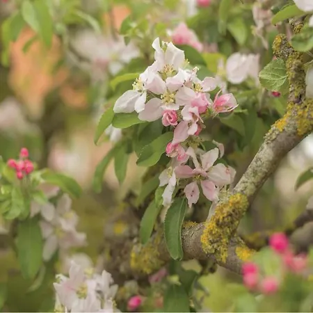 Vila Elegant Wieringer