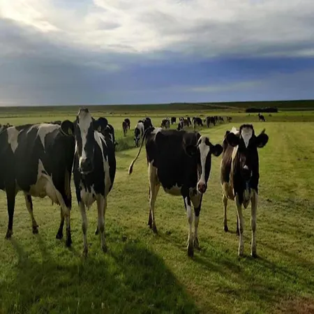 Vila Elegant Wieringer Hippolytushoef